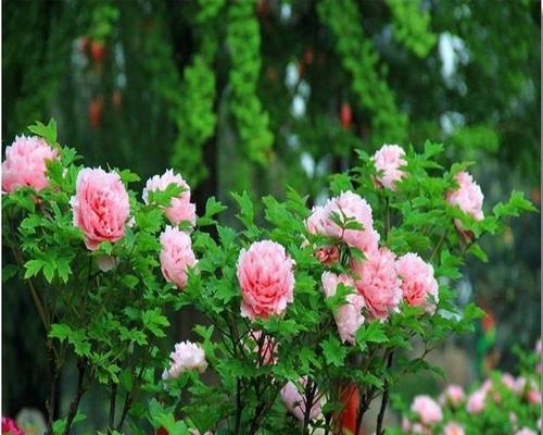 牡丹花的最佳栽种时间及养护方法是什么？