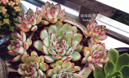落地老桩牡丹花的养护与浇水技巧是什么？