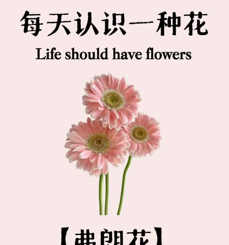 路明非的花语是什么？有什么特别含义？