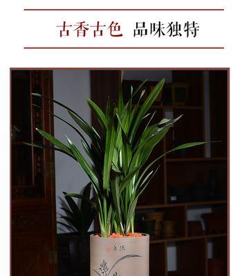 君子兰专用古粒肥料的成分和作用是什么？