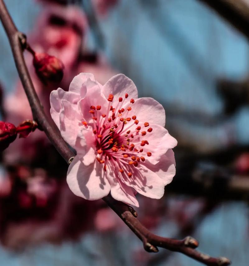 梅子的花语和寓意有哪些？