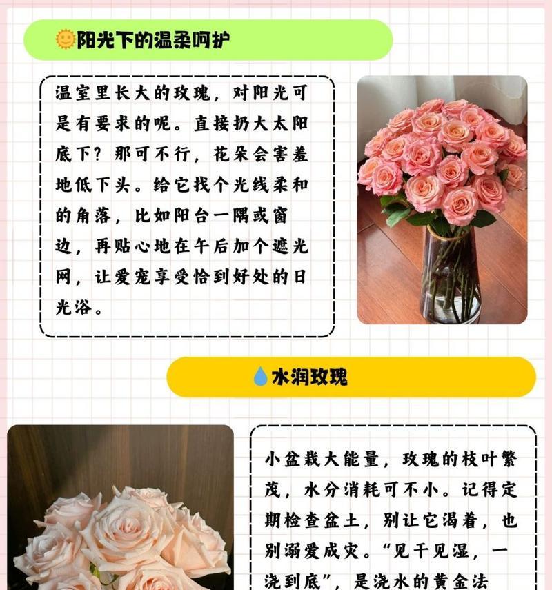玫瑰花应该如何修剪造型？有哪些技巧？