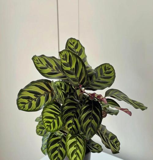 小三的爱花语具体是什么？