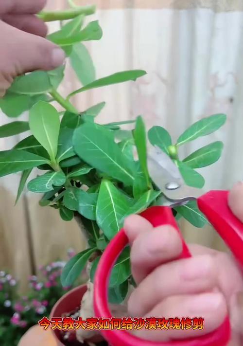 玫瑰花应该如何修剪造型？有哪些技巧？