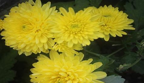 小枝菊花的花语和寓意是什么？它代表了什么？