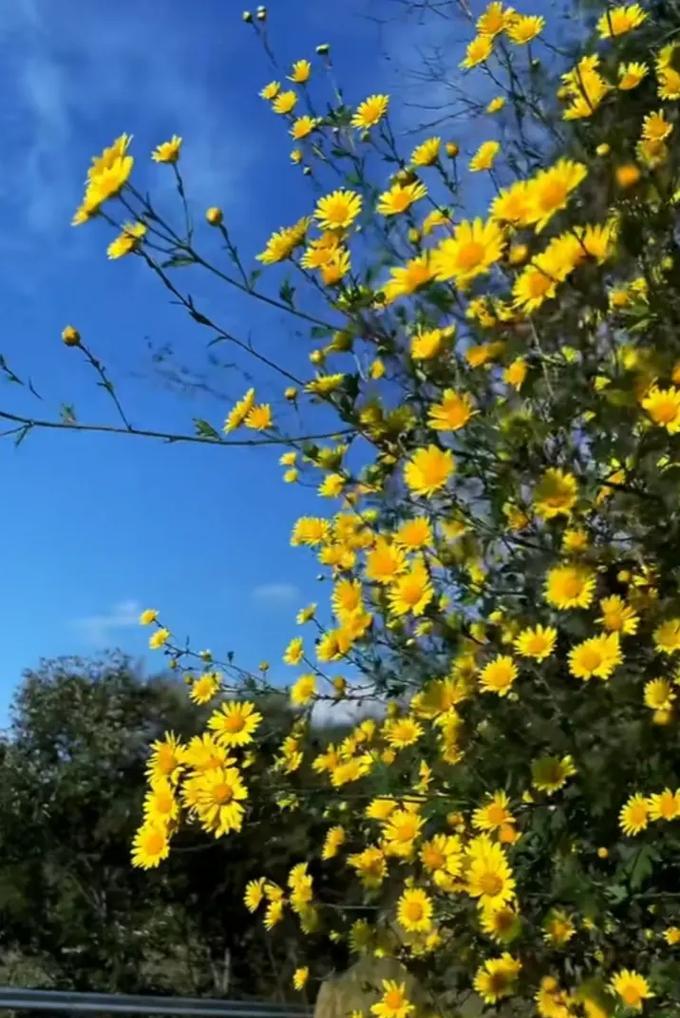 小枝菊花的花语和寓意是什么？它代表了什么？