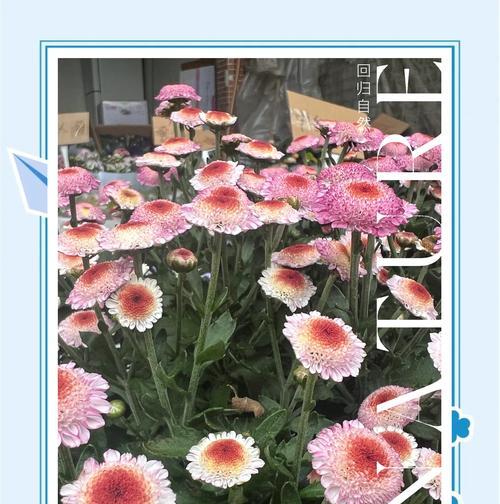 绣球花与粉色玫瑰组合的花语是什么？