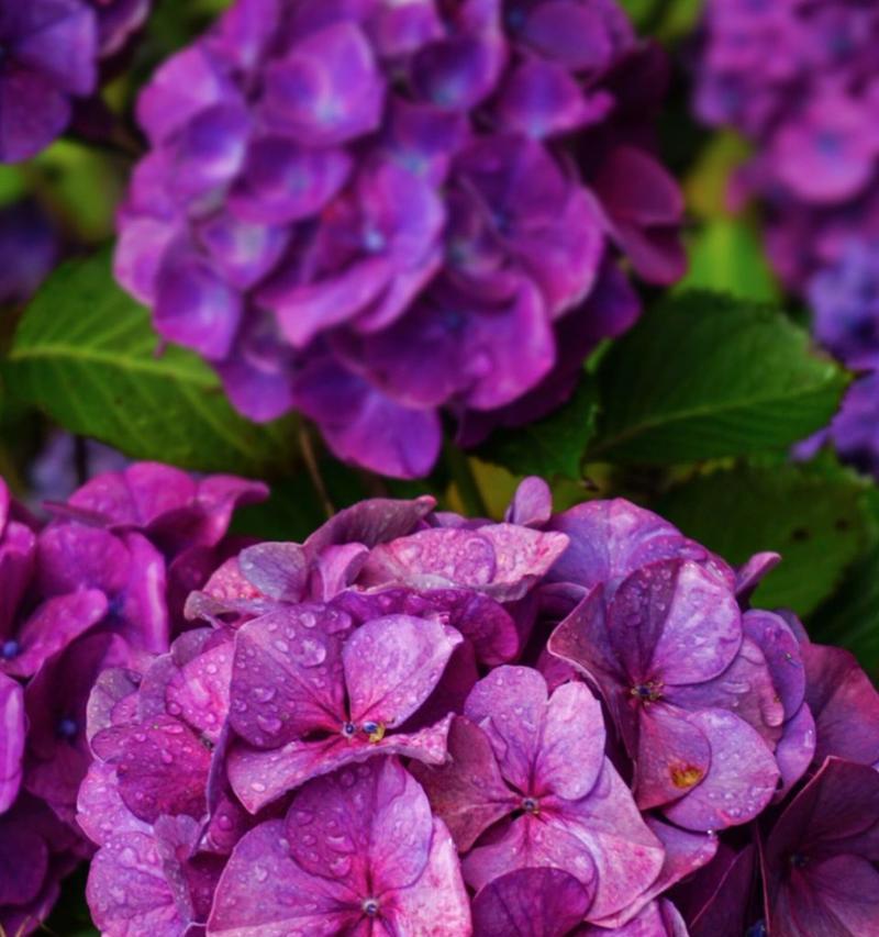 绣球花与粉色玫瑰组合的花语是什么？