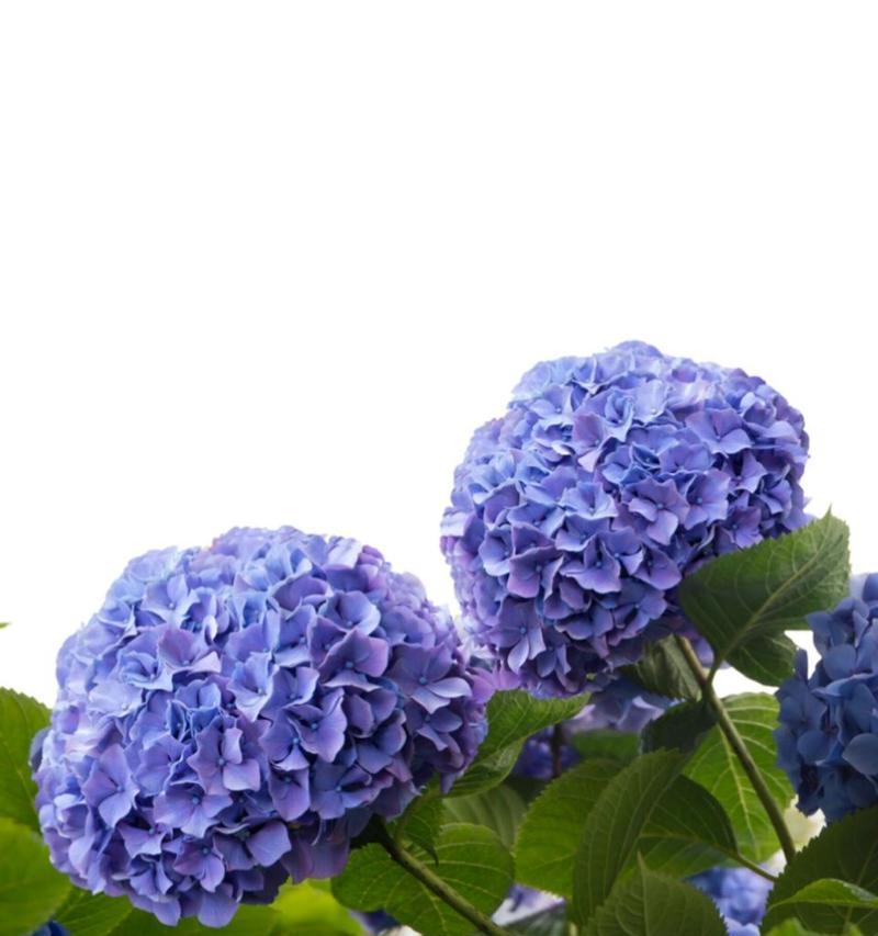 绣球花与粉色玫瑰组合的花语是什么？
