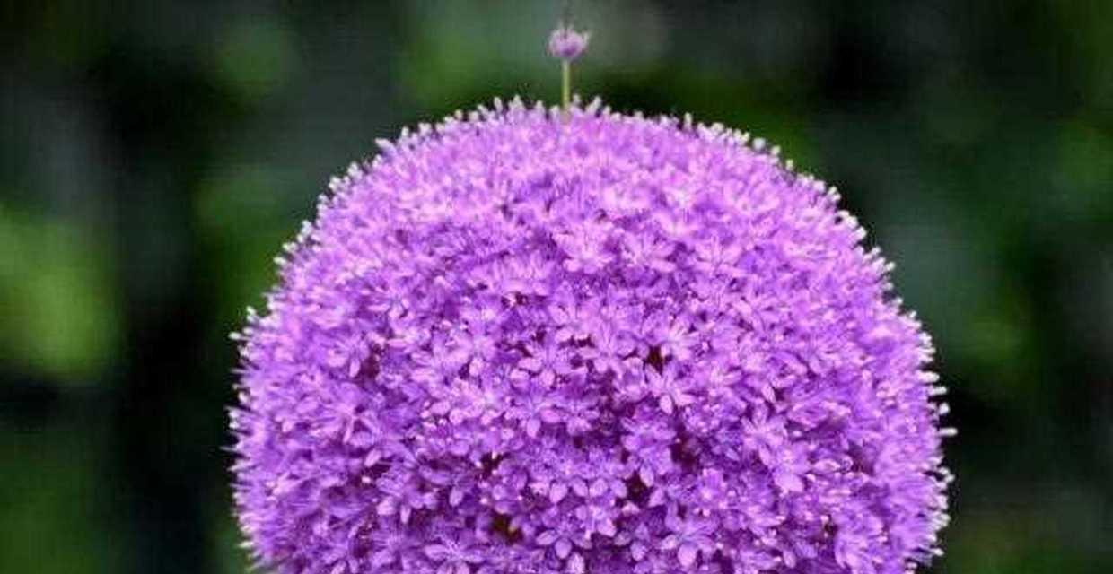 花葱的花语是什么？它有哪些特别的寓意？