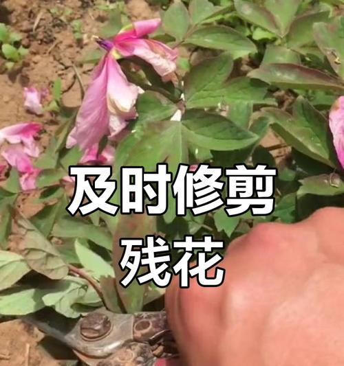 牡丹花过高需要修剪吗？修剪后如何养护？