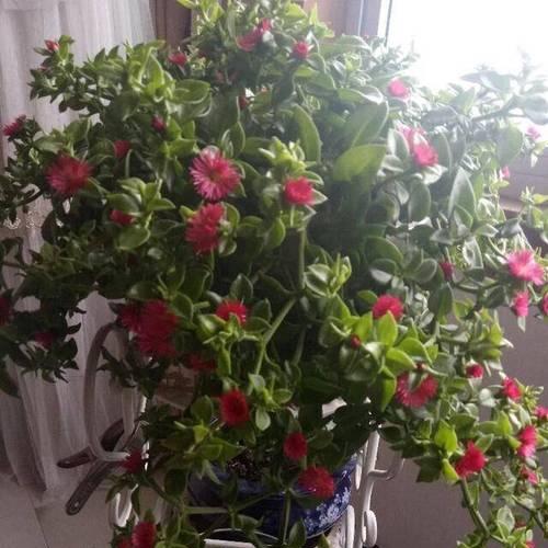 牡丹花过高需要修剪吗？修剪后如何养护？