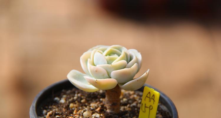 仙人球白玫瑰的养护和浇水方法是什么？