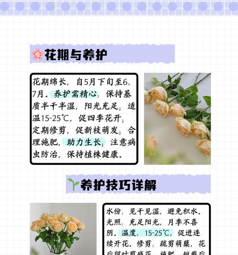 粉红蔷薇的花语有何特别之处？