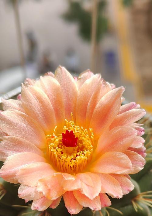 仙人球花苞掉落的原因及预防措施？
