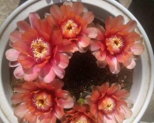 仙人球花苞掉落的原因及预防措施？