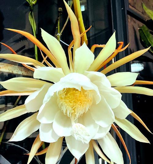 家养仙人掌开花后如何管理？