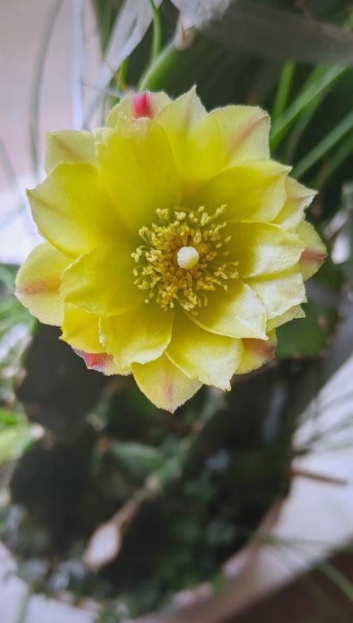 家养仙人掌开花后如何管理？