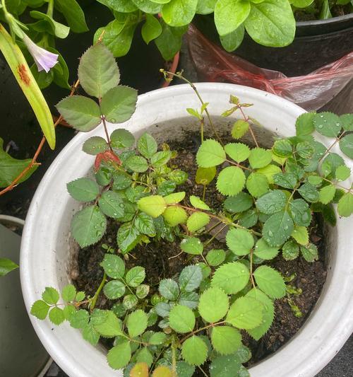 玫瑰花过高时如何修剪？