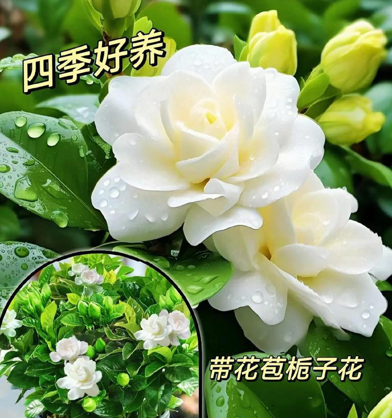 青栀子的花语和寓意代表什么？