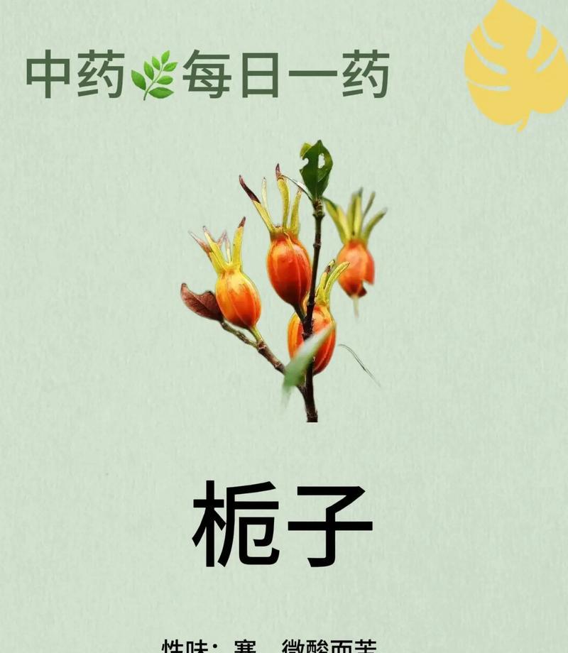 青栀子的花语和寓意代表什么？