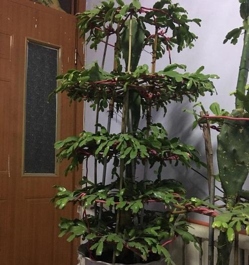 仙人掌过度生长如何修剪？