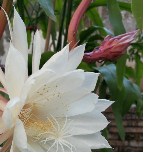 檀花的花语和寓意有哪些？
