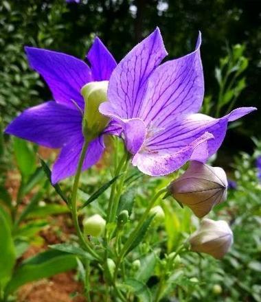 低调且执着是什么花语？这个花语有何深意？