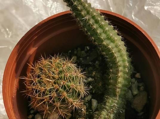 大龙虾仙人球的养殖技巧有哪些？