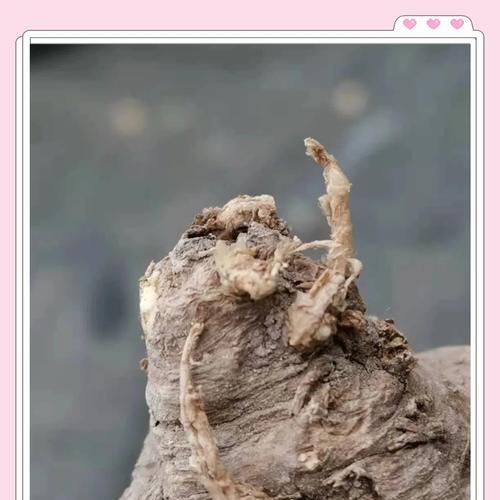大龙虾仙人球的养殖技巧有哪些？