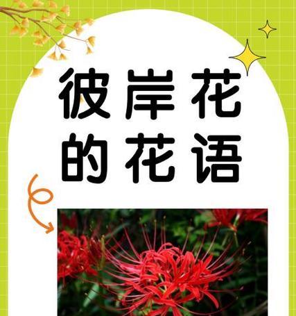 悲伤的花语通常由哪种花表达？