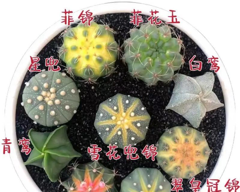 火焰青王仙人球怎么养？养护要点是什么？