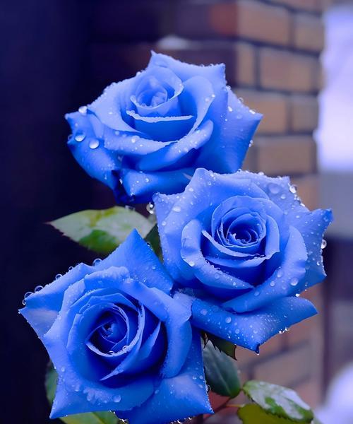 友情的花语通常如何表达？暗喻友情的花语是什么？