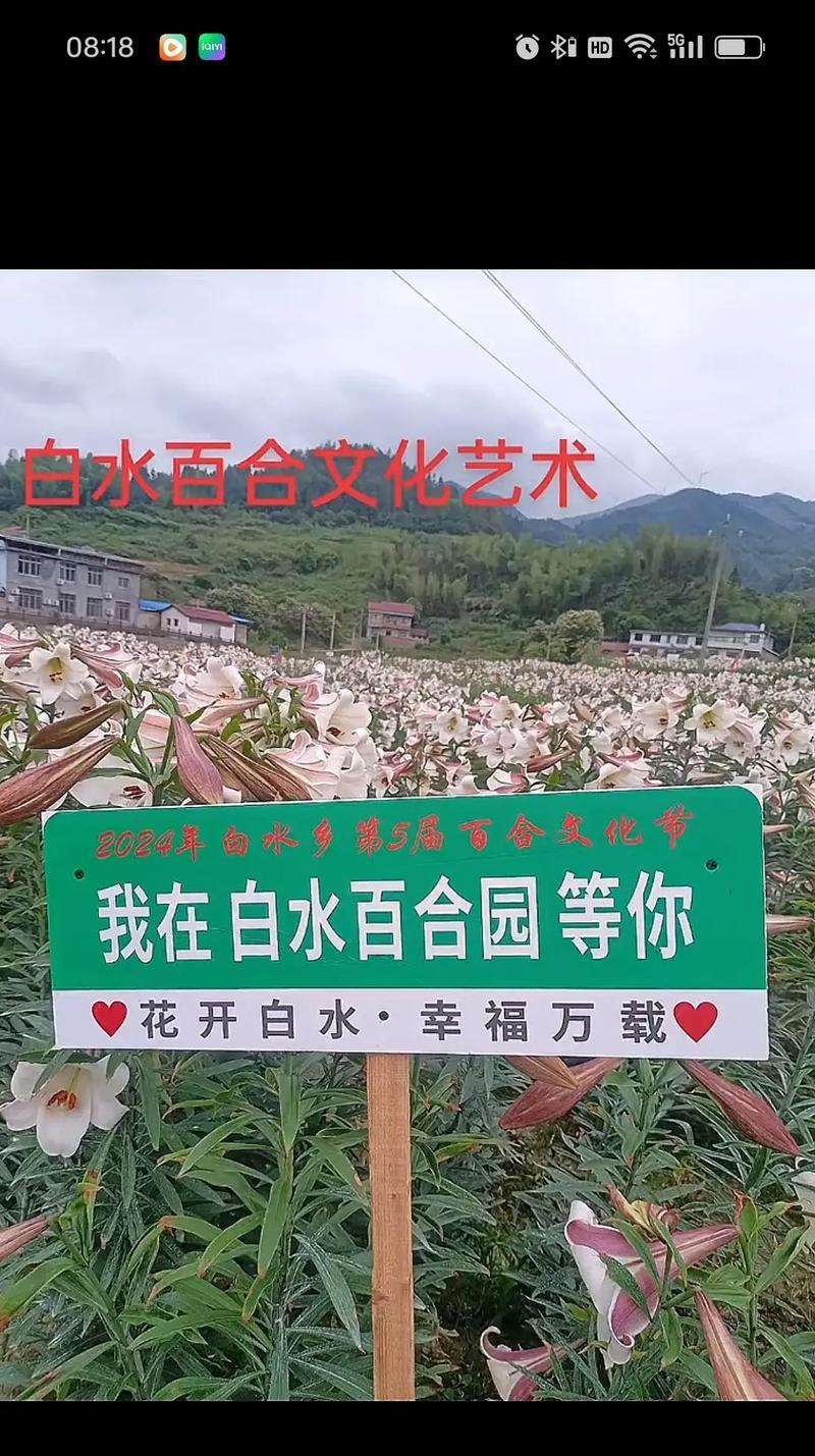 道具美丽花的花语有哪些？