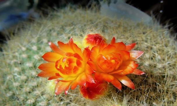 仙人球为何几秒就能开花？这是正常现象吗？