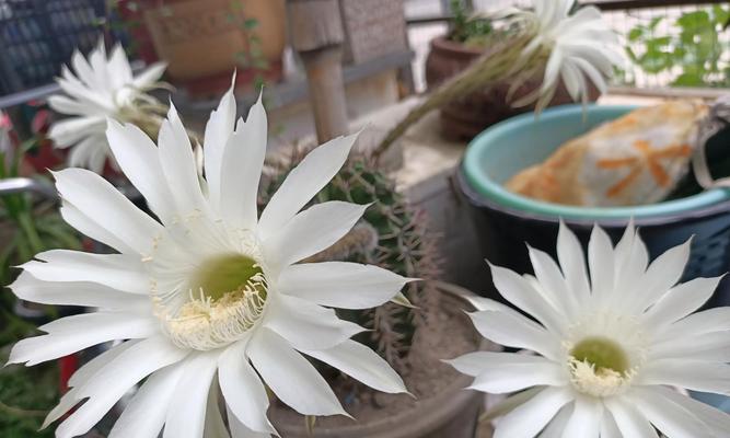 仙人球花语是什么？仙人掌类植物的花语有哪些？