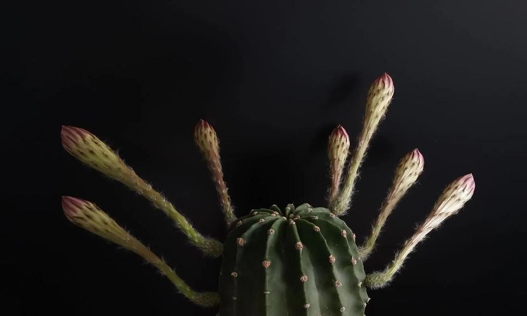 仙人球花语是什么？仙人掌类植物的花语有哪些？