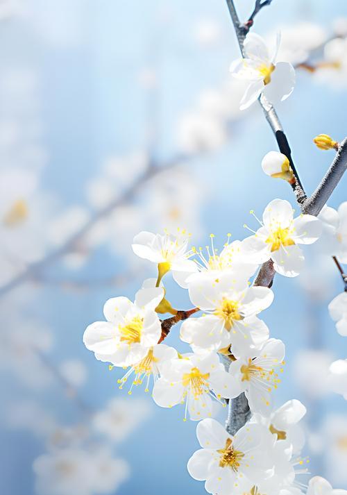 梅花花语谐音是什么？梅花的谐音花语有何特别含义？