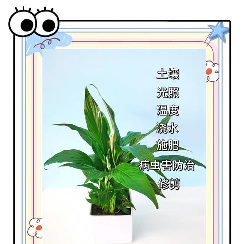 小町仙人掌的养护方法和注意事项是什么？