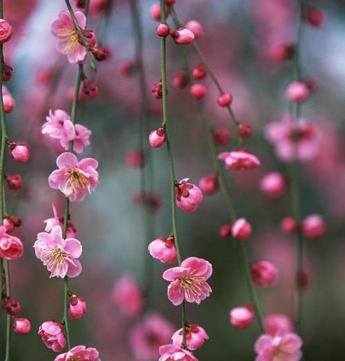 梅花花语谐音是什么？梅花的谐音花语有何特别含义？