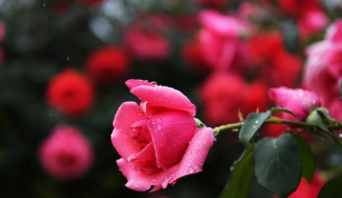 常回家看看花语是什么？如何用花语表达对家的思念？