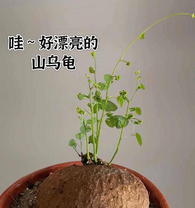 圆形盆栽中仙人掌的种植技巧有哪些？
