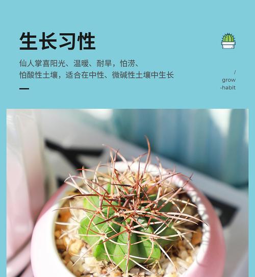 圆形盆栽中仙人掌的种植技巧有哪些？