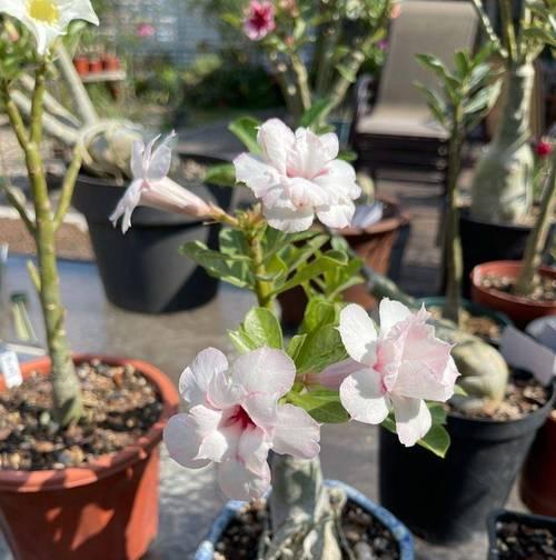 冬天玫瑰花如何管理才能安全过冬？管理要点是什么？
