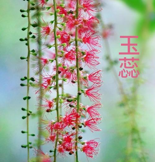 烟花的花语是什么？它如何传达情感？