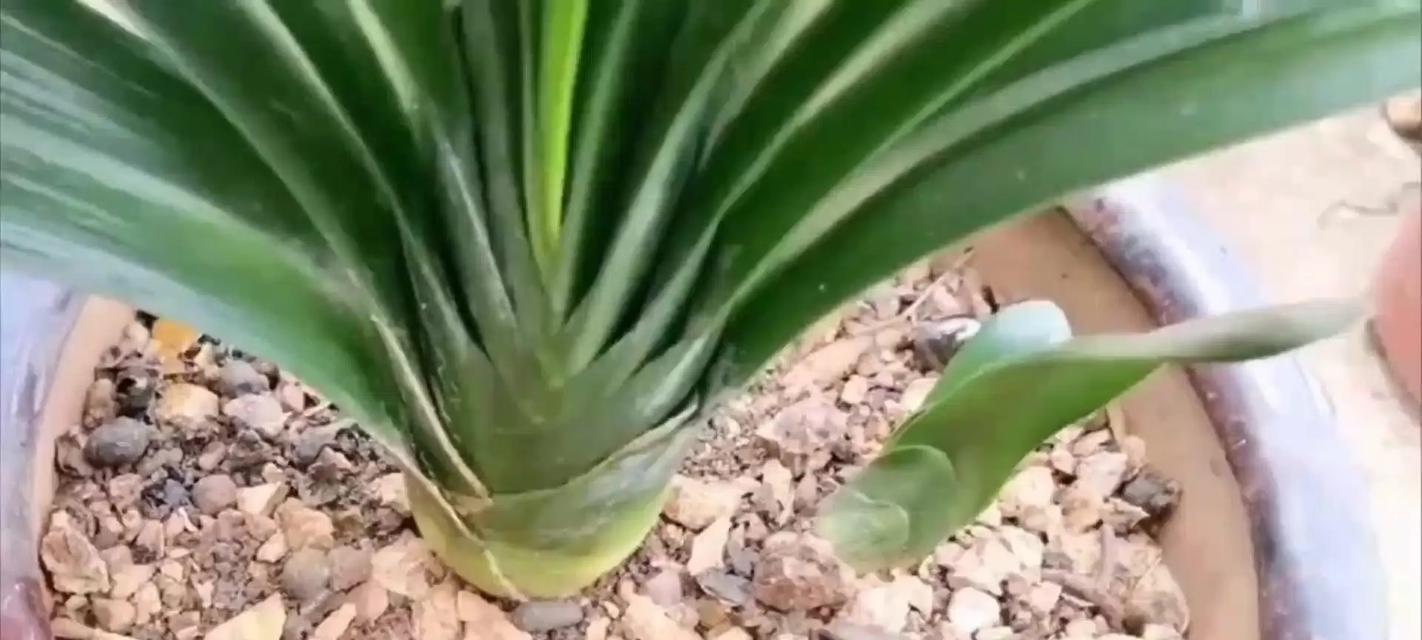 整盆君子兰的正确浇水方法？如何避免过量或不足？