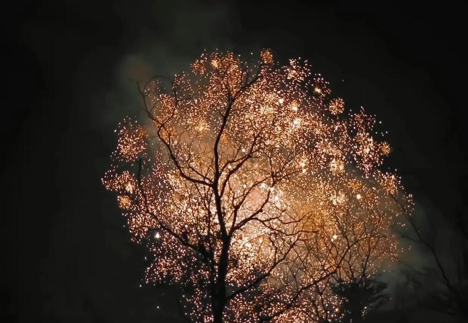 烟花的花语是什么？它如何传达情感？