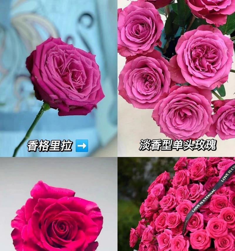 有哪些玫瑰花品种具有超长花期？