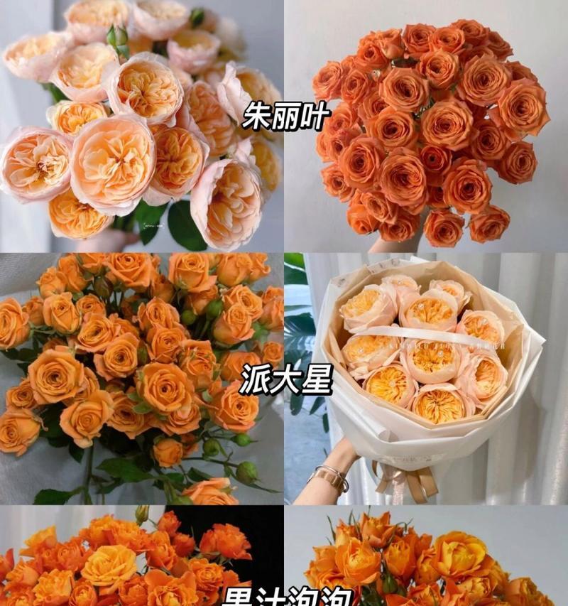 橘色玫瑰有几种不同的花语？