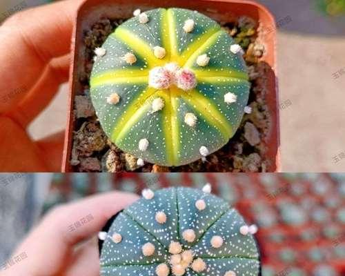 星兜仙人球如何养大？有哪些技巧？